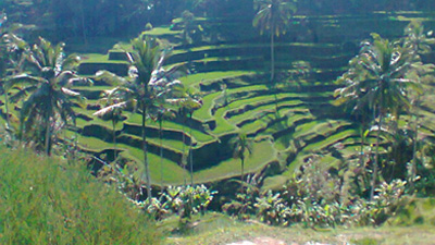 Jatiluih-Reisterrassen, Bali